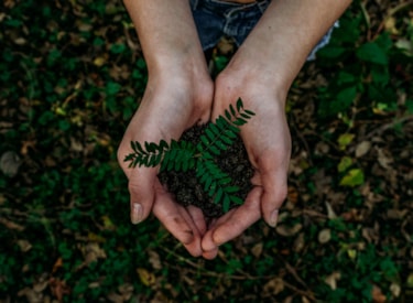 Två händer håller i en planta med gröna löv.