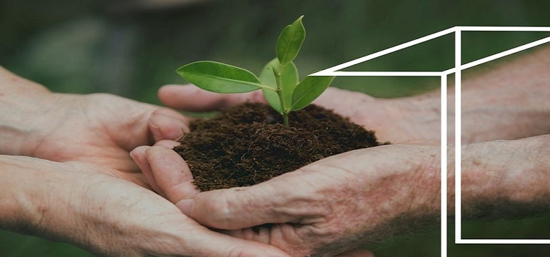 Två par händer som håller en grön planta i jord